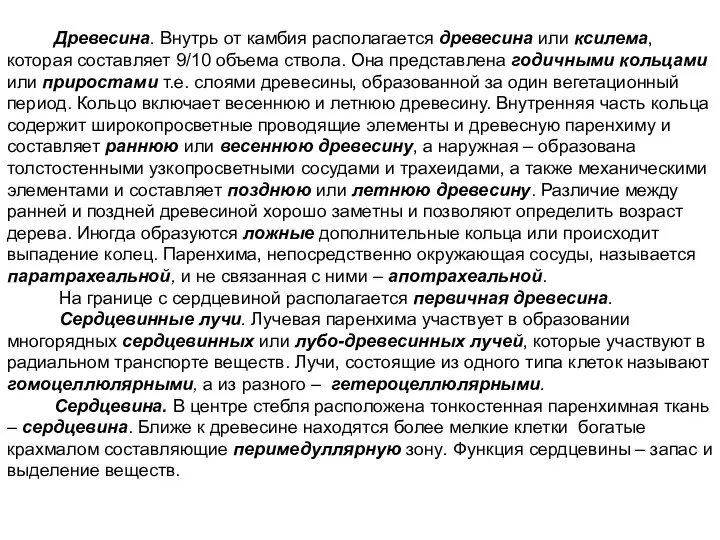 Древесина. Внутрь от камбия располагается древесина или ксилема, которая составляет 9/10