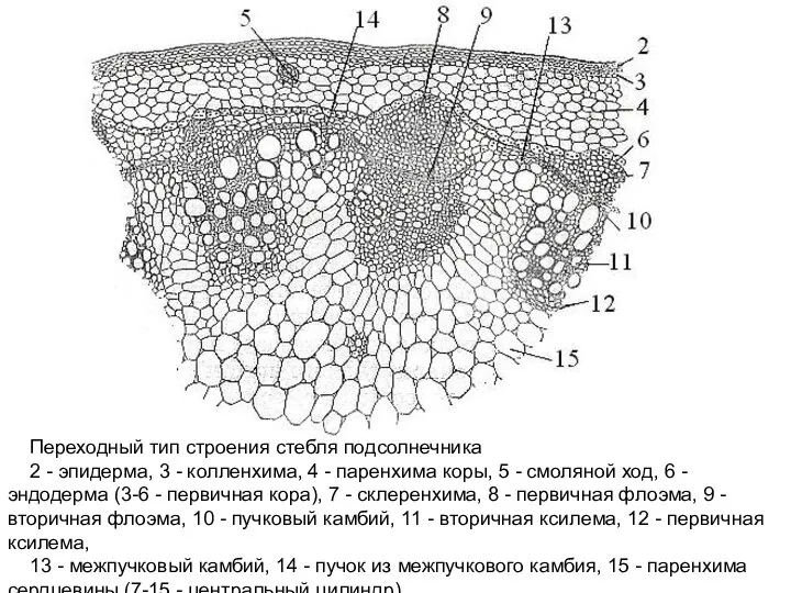 Переходный тип строения стебля подсолнечника 2 - эпидерма, 3 - колленхима,