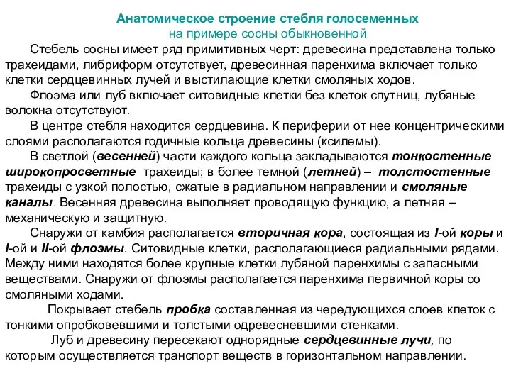 Анатомическое строение стебля голосеменных на примере сосны обыкновенной Стебель сосны имеет