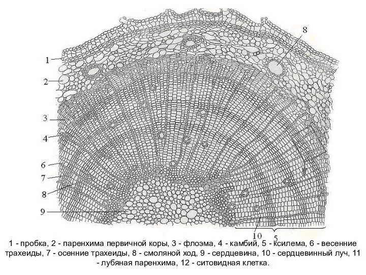 1 - пробка, 2 - паренхима первичной коры, 3 - флоэма,