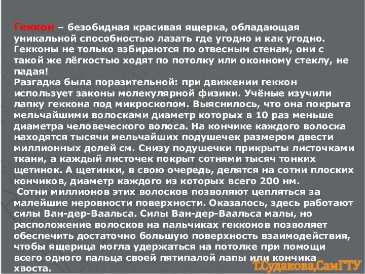 Геккон – безобидная красивая ящерка, обладающая уникальной способностью лазать где угодно