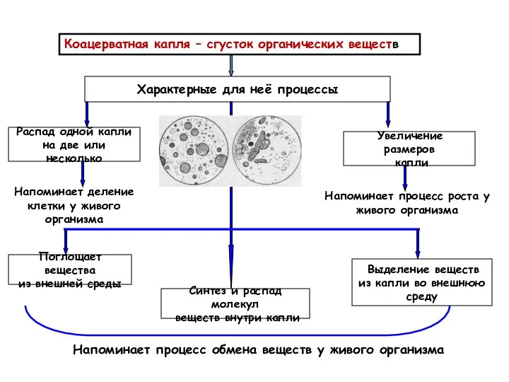 Коацерватная капля – сгусток органических веществ Характерные для неё процессы Распад