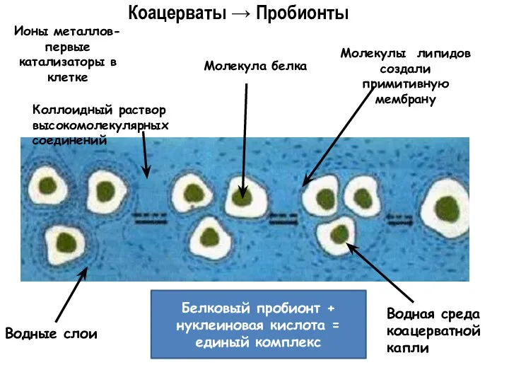 Коацерваты → Пробионты Молекулы липидов создали примитивную мембрану Ионы металлов- первые