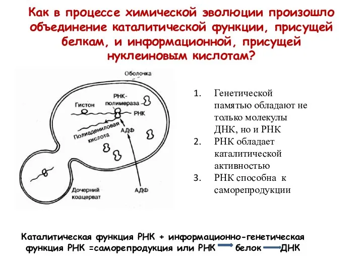 Как в процессе химической эволюции произошло объединение каталитической функции, присущей белкам,