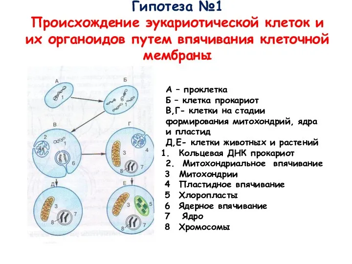 Гипотеза №1 Происхождение эукариотической клеток и их органоидов путем впячивания клеточной