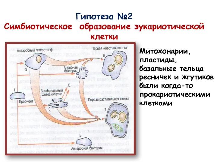 Гипотеза №2 Симбиотическое образование эукариотической клетки Митохондрии, пластиды, базальные тельца ресничек