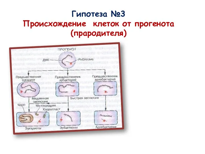 Гипотеза №3 Происхождение клеток от прогенота (прародителя)