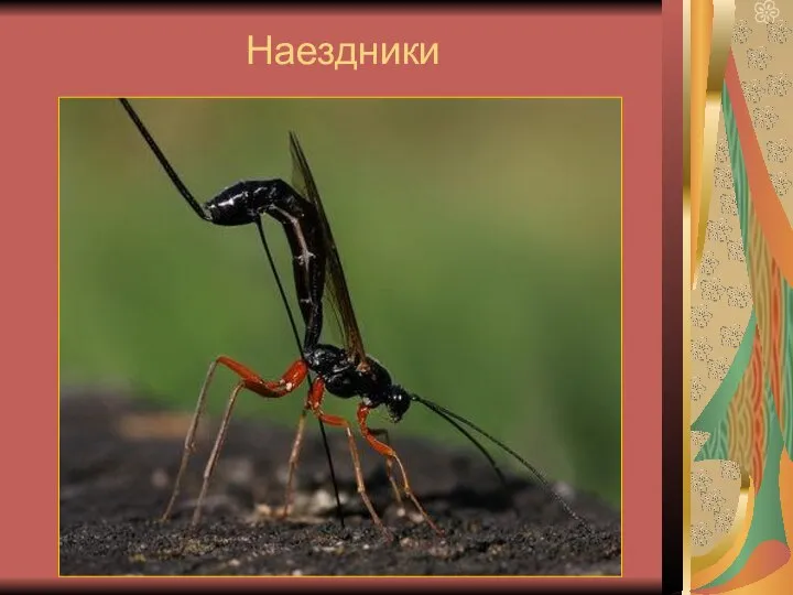 Наездники