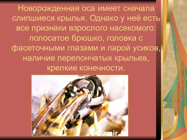 Новорожденная оса имеет сначала слипшиеся крылья. Однако у неё есть все