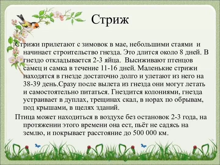 Стриж Стрижи прилетают с зимовок в мае, небольшими стаями и начинает