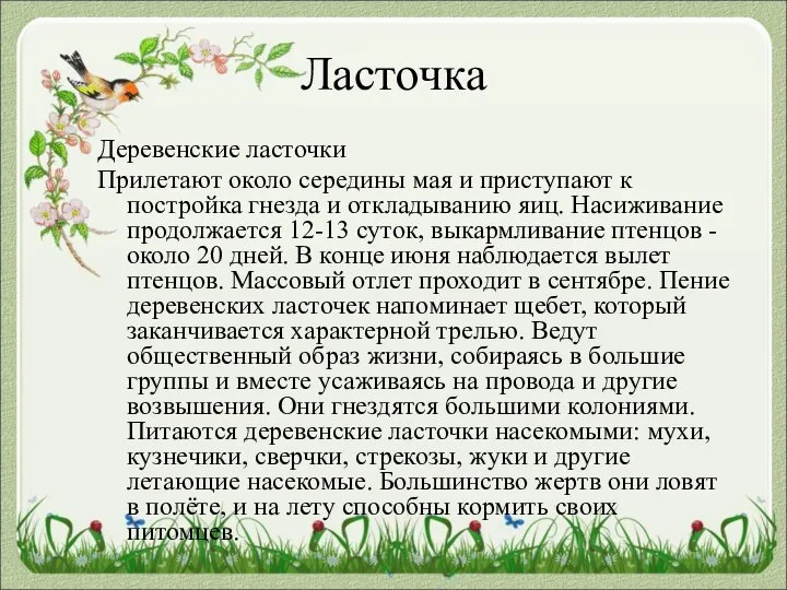 Ласточка Деревенские ласточки Прилетают около середины мая и приступают к постройка