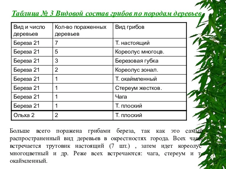 Таблица № 3 Видовой состав грибов по породам деревьев Больше всего