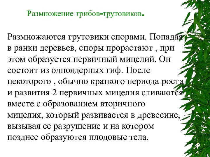 Размножение грибов-трутовиков. Размножаются трутовики спорами. Попадая в ранки деревьев, споры прорастают