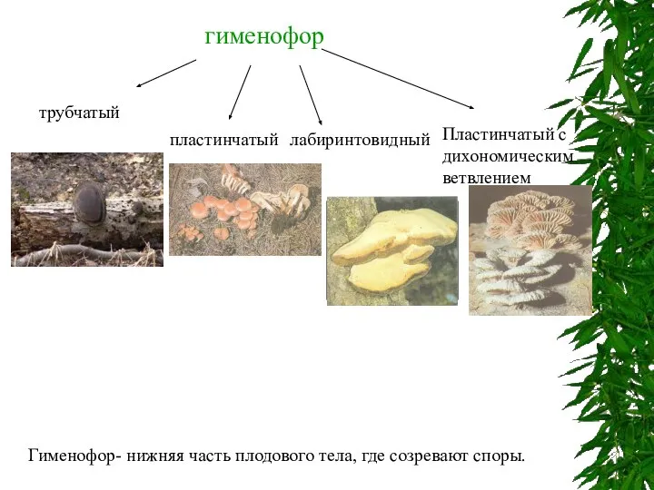 гименофор трубчатый лабиринтовидный пластинчатый Пластинчатый с дихономическим ветвлением Гименофор- нижняя часть плодового тела, где созревают споры.