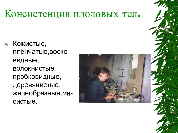 Консистенция плодовых тел. Кожистые, плёнчатые,воско-видные, волокнистые, пробковидные, деревянистые, желеобразные,мя-систые.