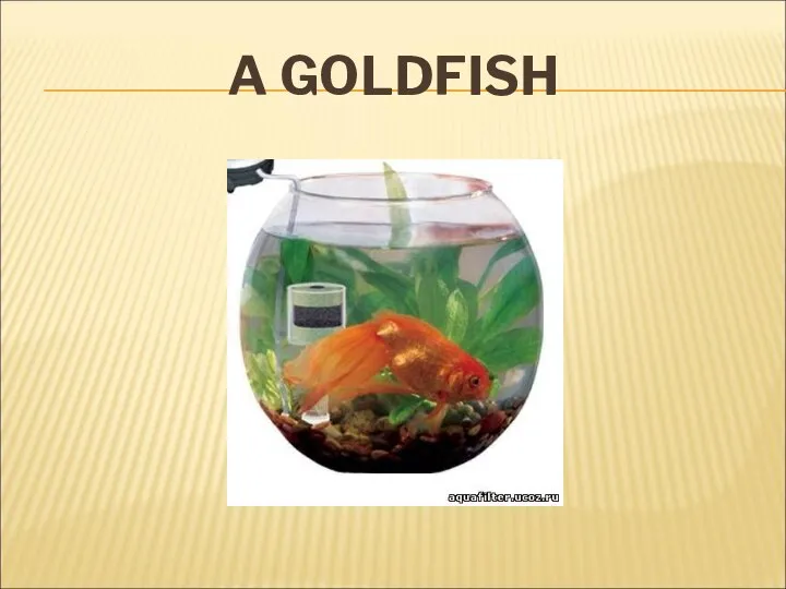 A GOLDFISH