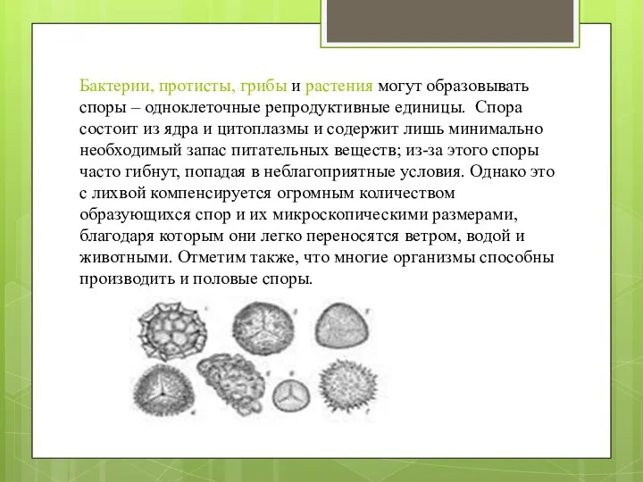 Бактерии, протисты, грибы и растения могут образовывать споры – одноклеточные репродуктивные