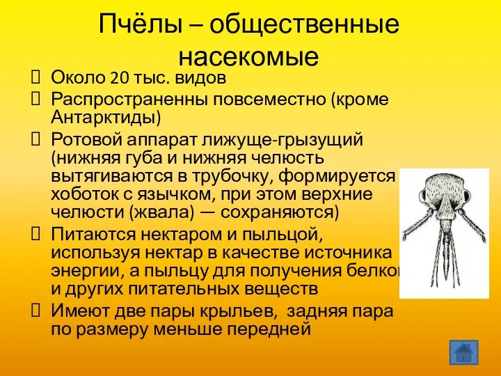 Пчёлы – общественные насекомые Около 20 тыс. видов Распространенны повсеместно (кроме