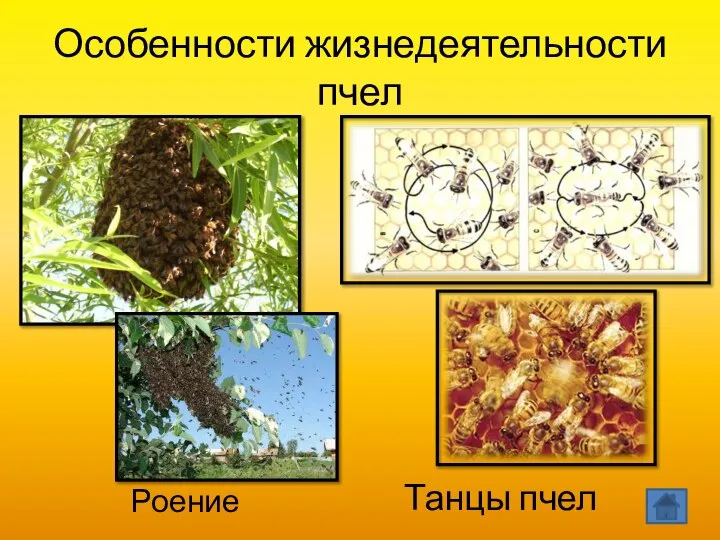 Особенности жизнедеятельности пчел Танцы пчел Роение