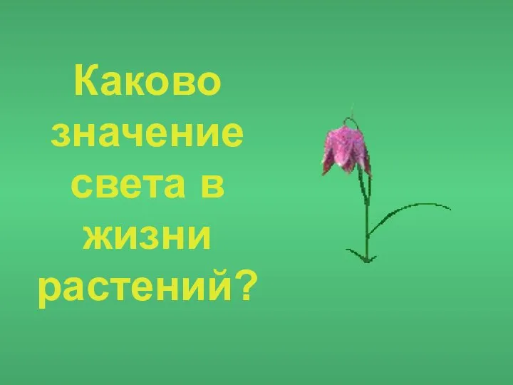 Каково значение света в жизни растений?