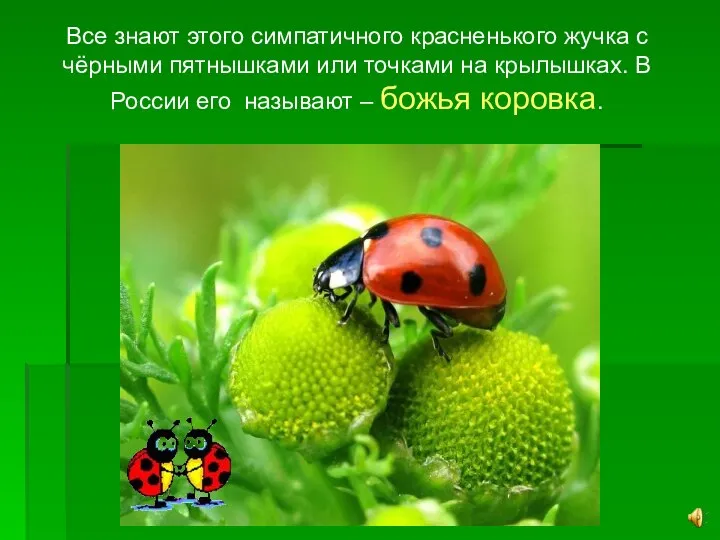 Все знают этого симпатичного красненького жучка с чёрными пятнышками или точками