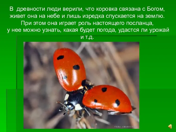 В древности люди верили, что коровка связана с Богом, живет она