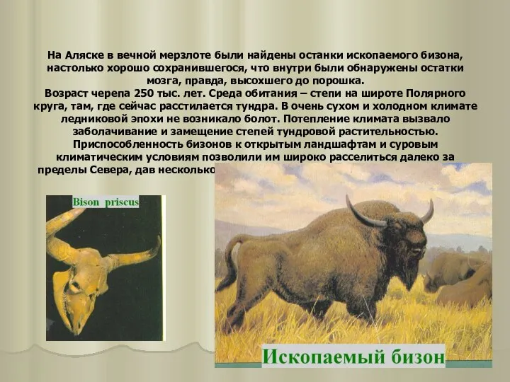 На Аляске в вечной мерзлоте были найдены останки ископаемого бизона, настолько