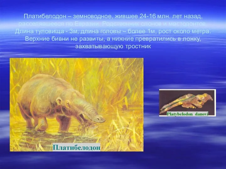 Платибелодон – земноводное, жившее 24-16 млн. лет назад, расселявшееся по Евразии.