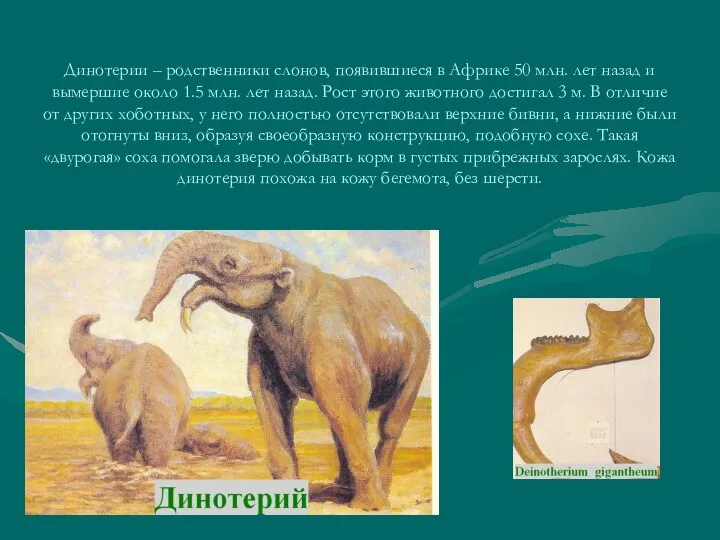 Динотерии – родственники слонов, появившиеся в Африке 50 млн. лет назад