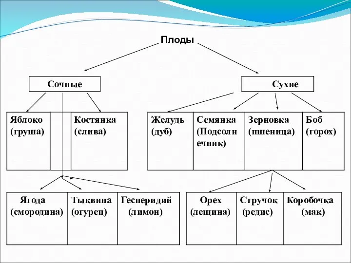 Плоды