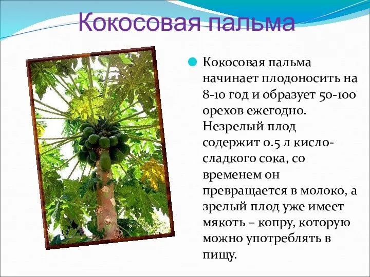 Кокосовая пальма Кокосовая пальма начинает плодоносить на 8-10 год и образует