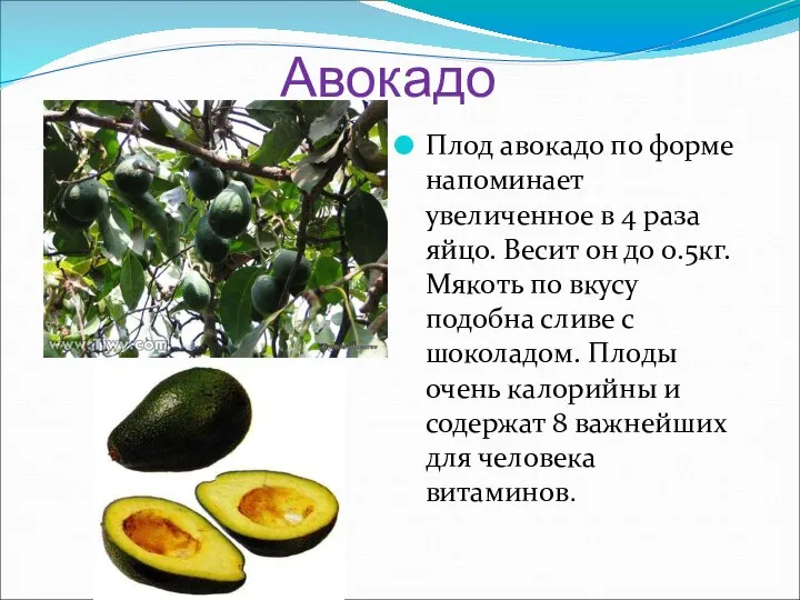 Авокадо Плод авокадо по форме напоминает увеличенное в 4 раза яйцо.