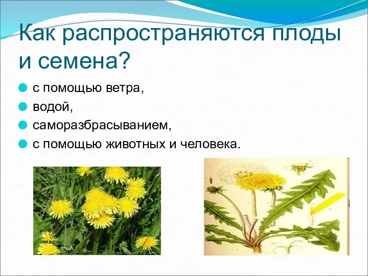 Как распространяются плоды и семена? с помощью ветра, водой, саморазбрасыванием, с помощью животных и человека.