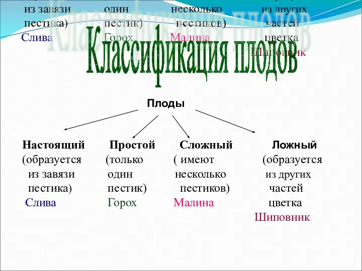 Настоящий Простой Сложный Ложный (образуется (только ( имеют (образуется из завязи