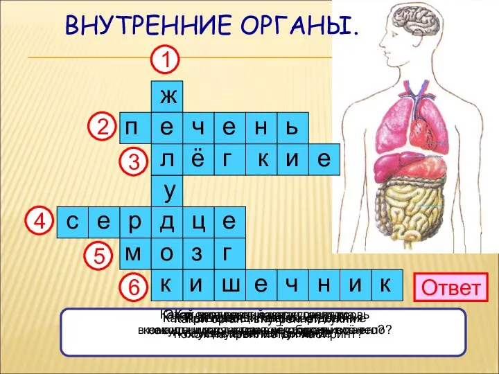 ВНУТРЕННИЕ ОРГАНЫ. Ответ Как называется главное отделение «внутренней кухни»? Как называют