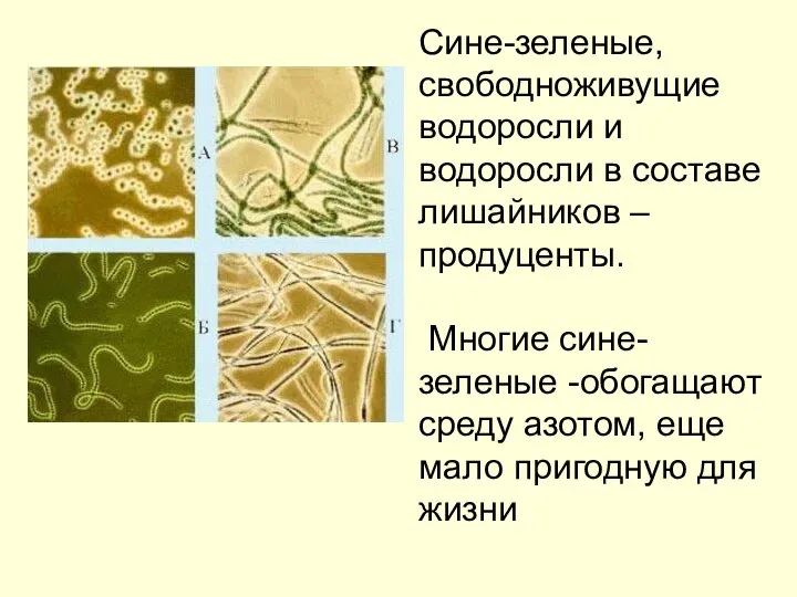 Сине-зеленые, свободноживущие водоросли и водоросли в составе лишайников – продуценты. Многие