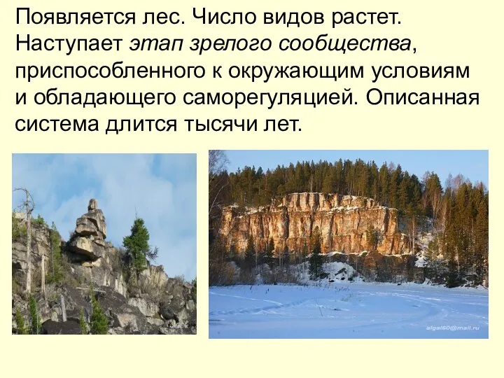 Появляется лес. Число видов растет. Наступает этап зрелого сообщества, приспособленного к