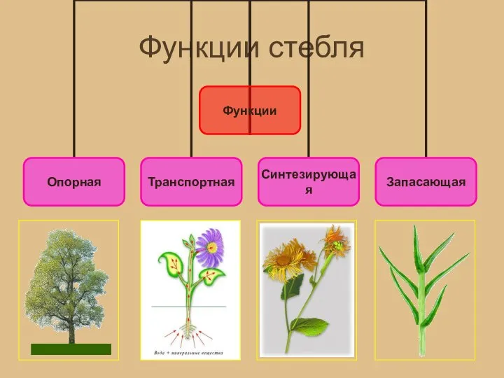 Функции стебля