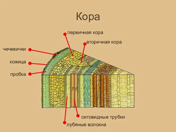 Кора