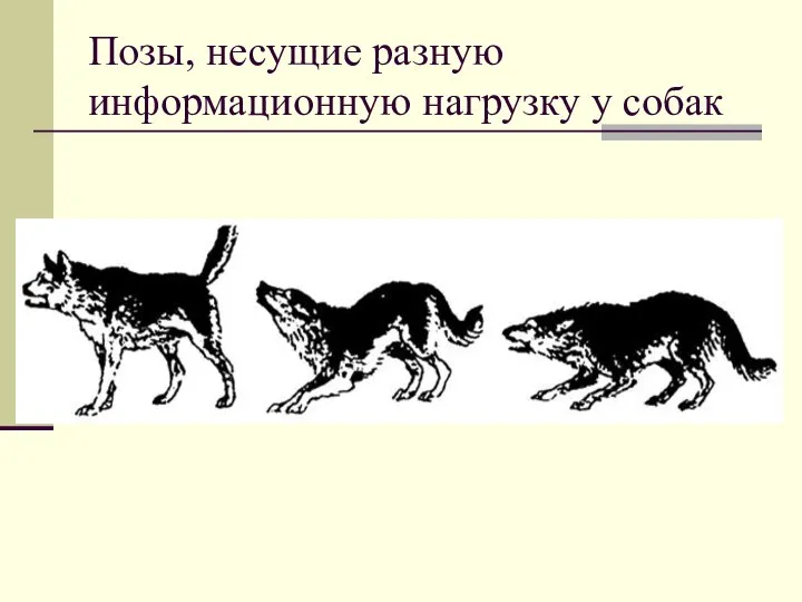 Позы, несущие разную информационную нагрузку у собак