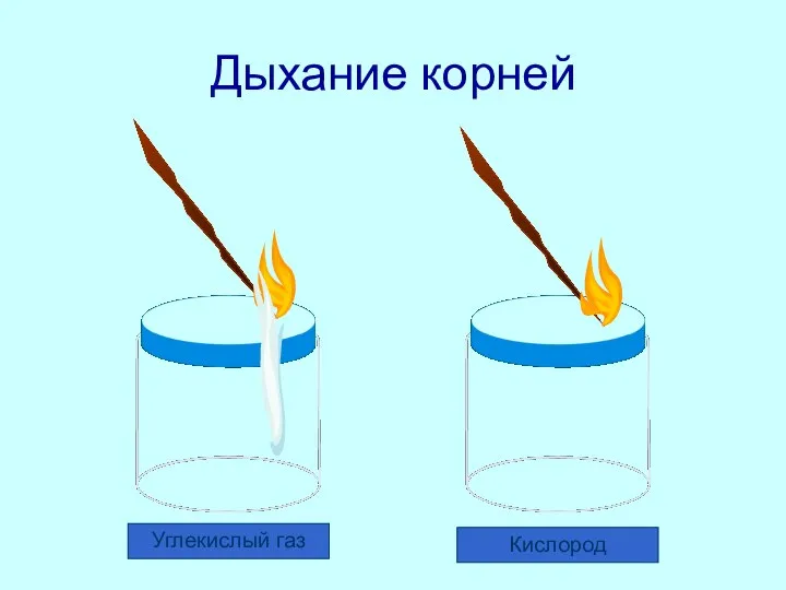 Дыхание корней Углекислый газ Кислород