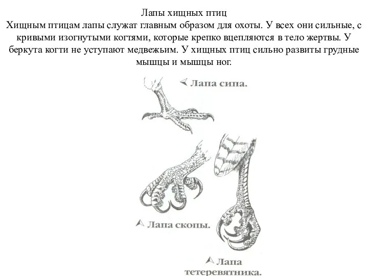 Лапы хищных птиц Хищным птицам лапы служат главным образом для охоты.