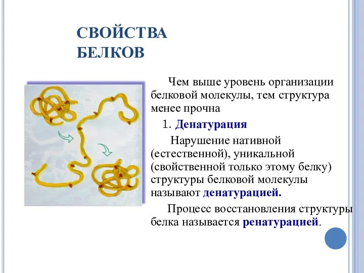 СВОЙСТВА БЕЛКОВ Чем выше уровень организации белковой молекулы, тем структура менее