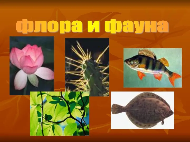 флора и фауна