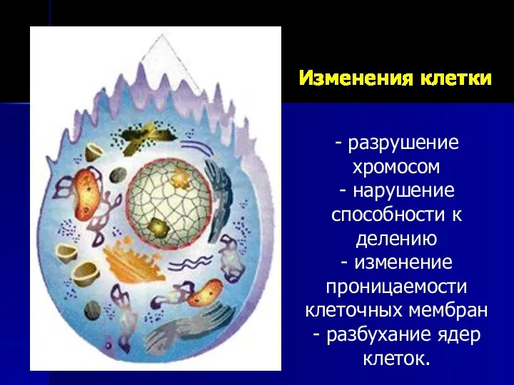 Изменения клетки - разрушение хромосом - нарушение способности к делению -