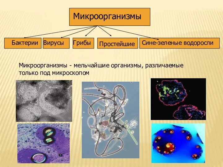 Микроорганизмы - мельчайшие организмы, различаемые только под микроскопом