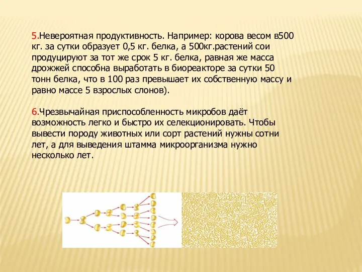 5.Невероятная продуктивность. Например: корова весом в500 кг. за сутки образует 0,5