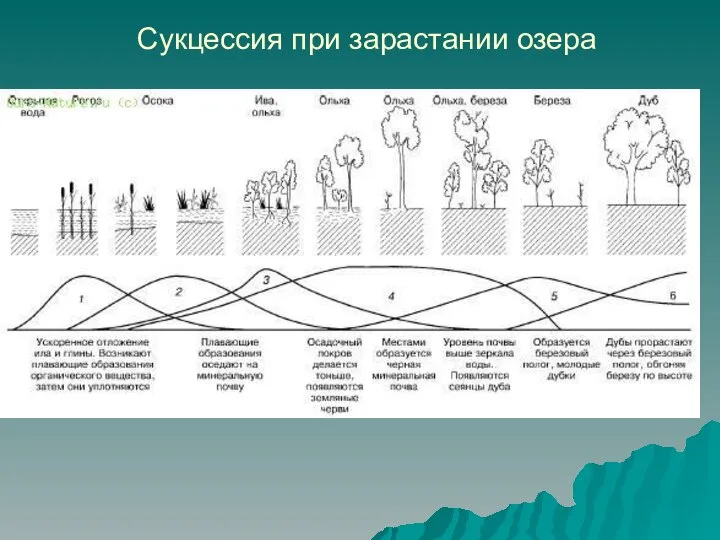 Сукцессия при зарастании озера