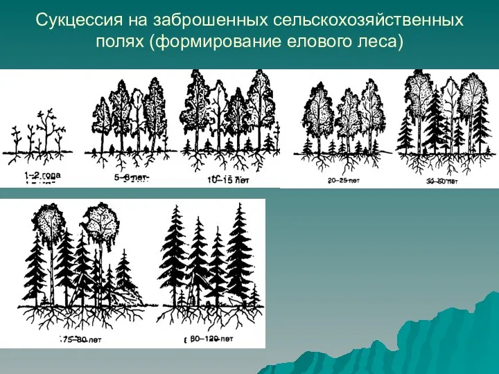 Сукцессия на заброшенных сельскохозяйственных полях (формирование елового леса)