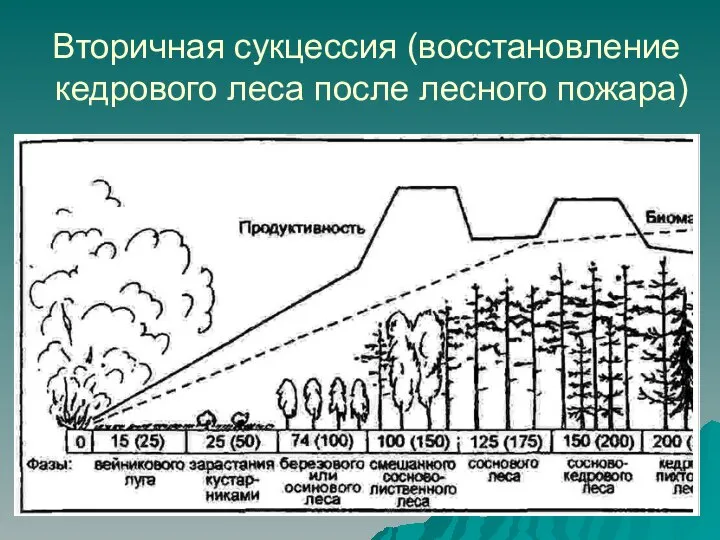 Вторичная сукцессия (восстановление кедрового леса после лесного пожара)